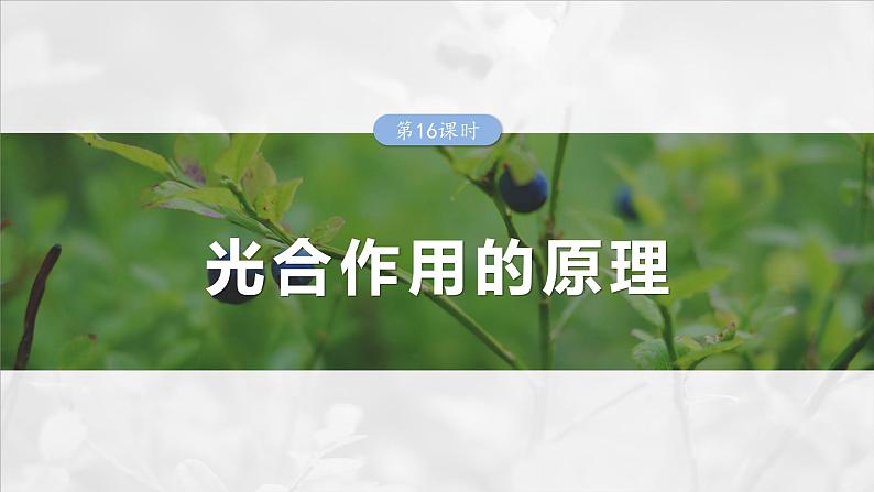 第三单元　第十六课时　光合作用的原理-2025年高考生物大一轮复习课件01