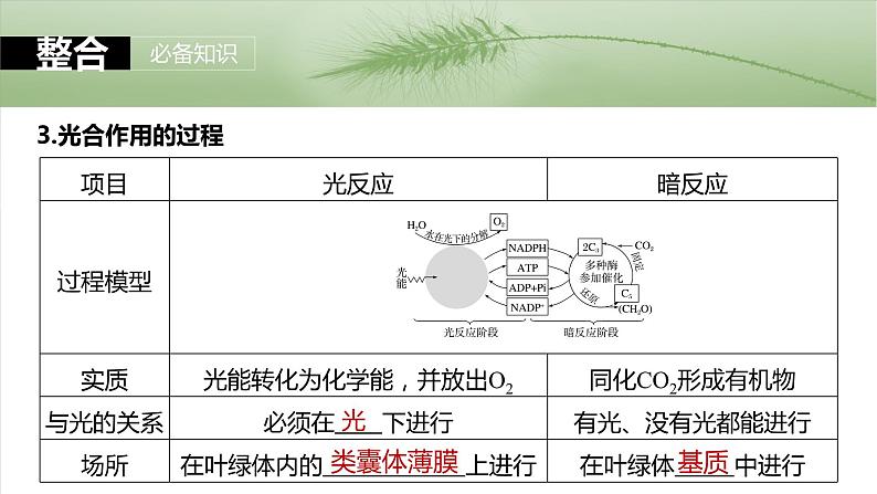 第三单元　第十六课时　光合作用的原理-2025年高考生物大一轮复习课件06