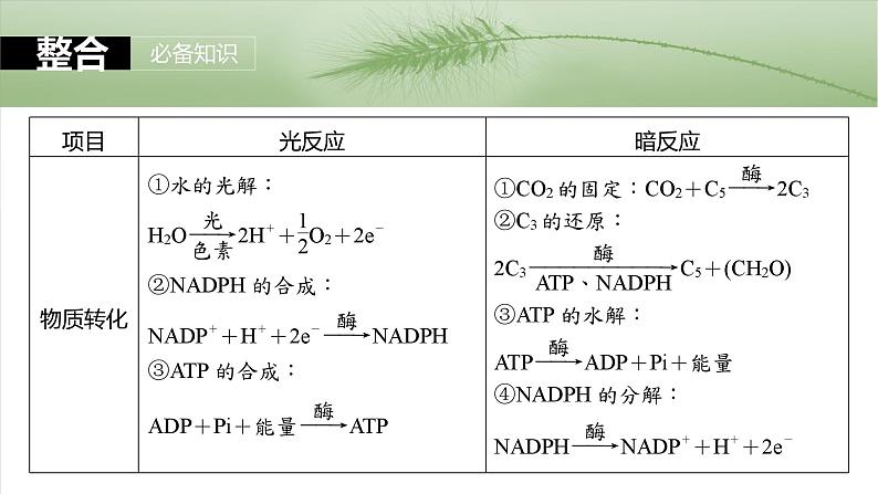 第三单元　第十六课时　光合作用的原理-2025年高考生物大一轮复习课件07