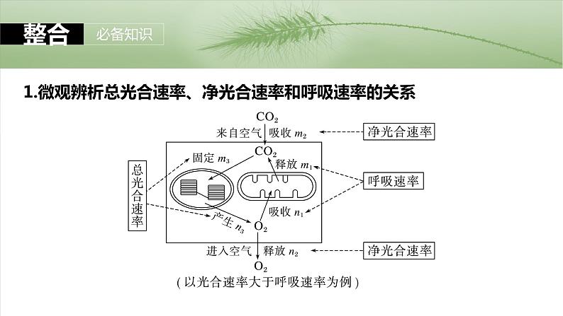 第三单元　第18课时　光合速率和呼吸速率的综合分析第5页