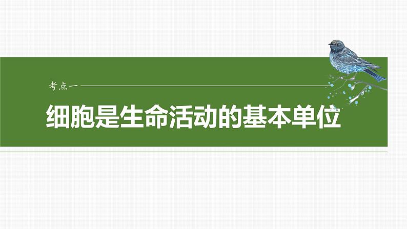 第一单元　第一课时　走近细胞-2025年高考生物大一轮复习课件04