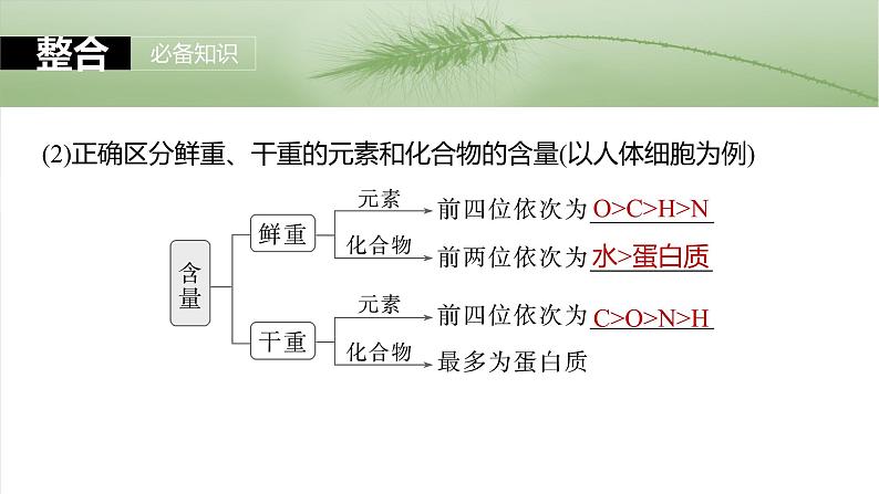 第一单元　第二课时　组成细胞的元素和化合物-2025年高考生物大一轮复习课件08