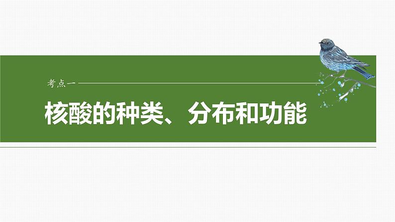 第一单元　第五课时　核酸是遗传信息的携带者-2025年高考生物大一轮复习课件04