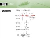 第一单元　第五课时　核酸是遗传信息的携带者-2025年高考生物大一轮复习课件