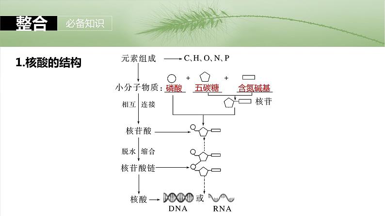 第一单元　第五课时　核酸是遗传信息的携带者-2025年高考生物大一轮复习课件05