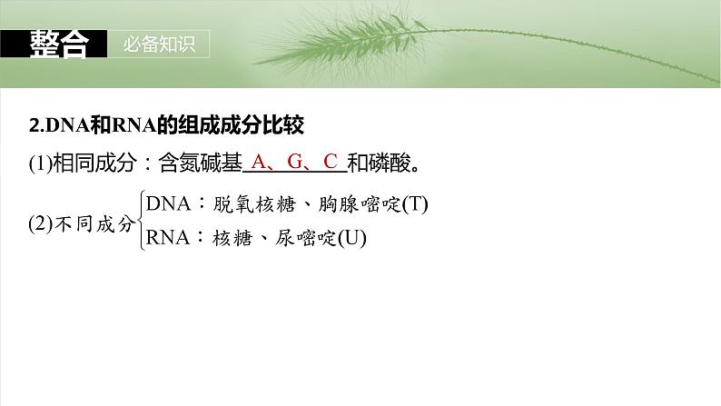 第一单元　第五课时　核酸是遗传信息的携带者-2025年高考生物大一轮复习课件06