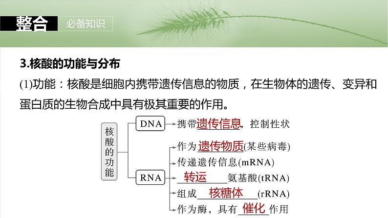 第一单元　第五课时　核酸是遗传信息的携带者-2025年高考生物大一轮复习课件07