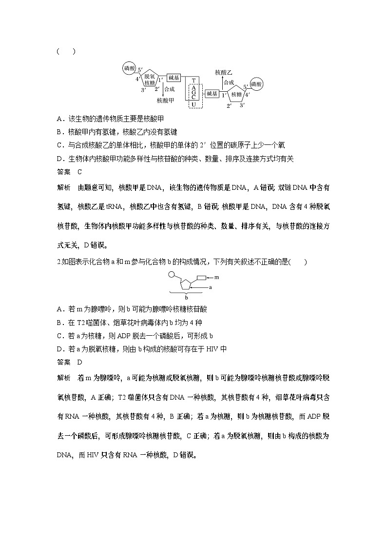 第一单元　第5课时　核酸是遗传信息的携带者（教师版）第3页