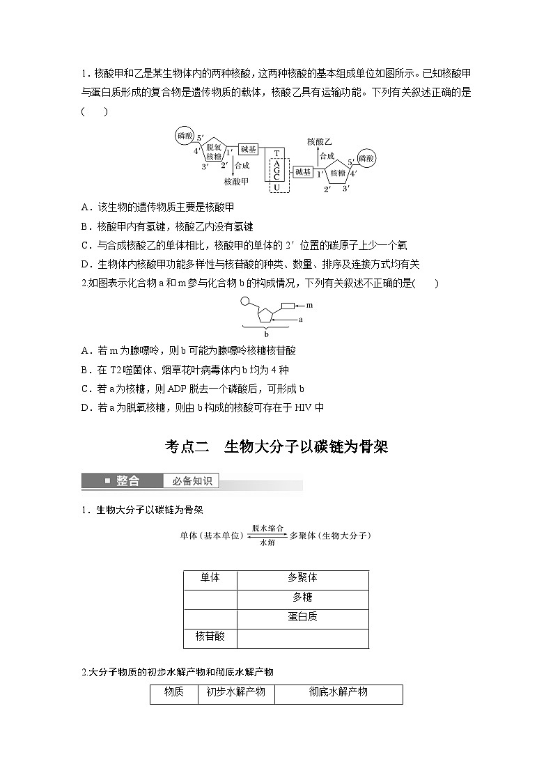 第一单元　第5课时　核酸是遗传信息的携带者（学生版）第3页