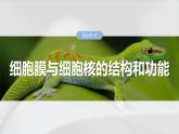 第二单元　第六课时　细胞膜与细胞核的结构和功能-2025年高考生物大一轮复习课件