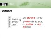 第二单元　第六课时　细胞膜与细胞核的结构和功能-2025年高考生物大一轮复习课件