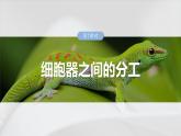 第二单元　第七课时　细胞器之间的分工-2025年高考生物大一轮复习课件