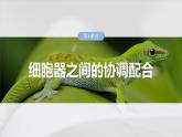 第二单元　第八课时　细胞器之间的协调配合-2025年高考生物大一轮复习课件