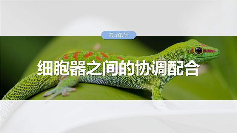 第二单元　第八课时　细胞器之间的协调配合-2025年高考生物大一轮复习课件01