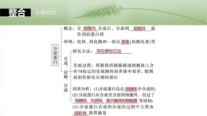 第二单元　第八课时　细胞器之间的协调配合-2025年高考生物大一轮复习课件05