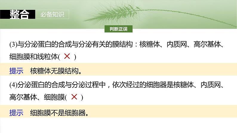 第二单元　第八课时　细胞器之间的协调配合-2025年高考生物大一轮复习课件07