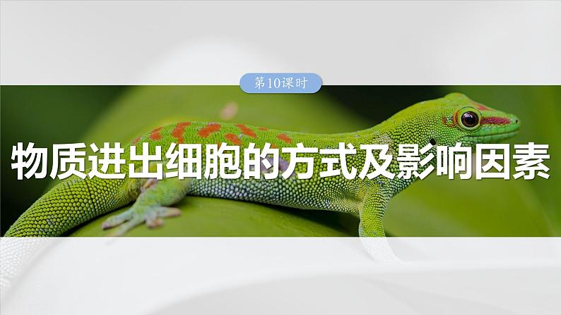 第二单元　第十课时　物质进出细胞的方式及影响因素-2025年高考生物大一轮复习课件01