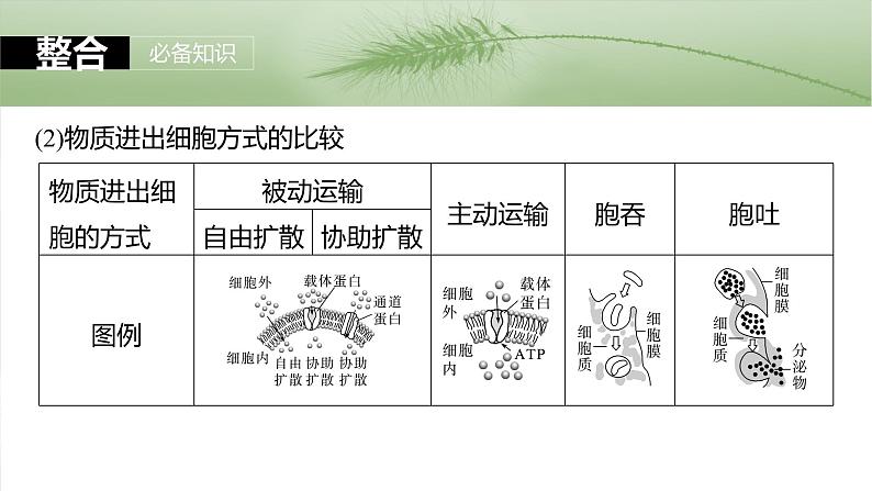 第二单元　第十课时　物质进出细胞的方式及影响因素-2025年高考生物大一轮复习课件04