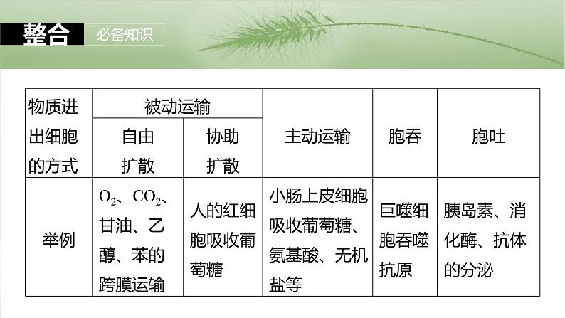 第二单元　第十课时　物质进出细胞的方式及影响因素-2025年高考生物大一轮复习课件06