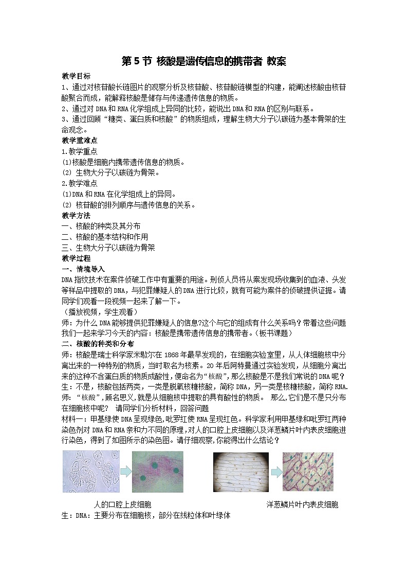 2.5 核酸是遗传信息的携带者 教案-2024-2025学年高一上学期生物人教版（2019）必修101