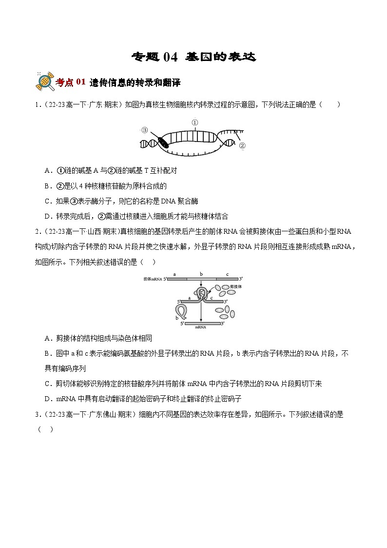 专题04 基因的表达（原卷版）第1页