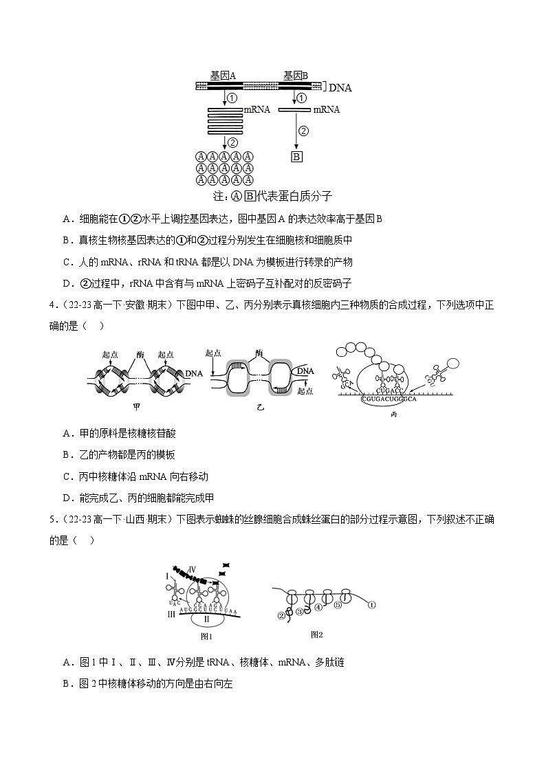 专题04 基因的表达（原卷版）第2页