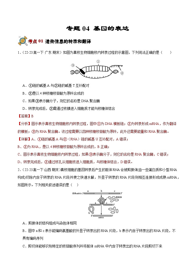 专题04 基因的表达（解析版）第1页