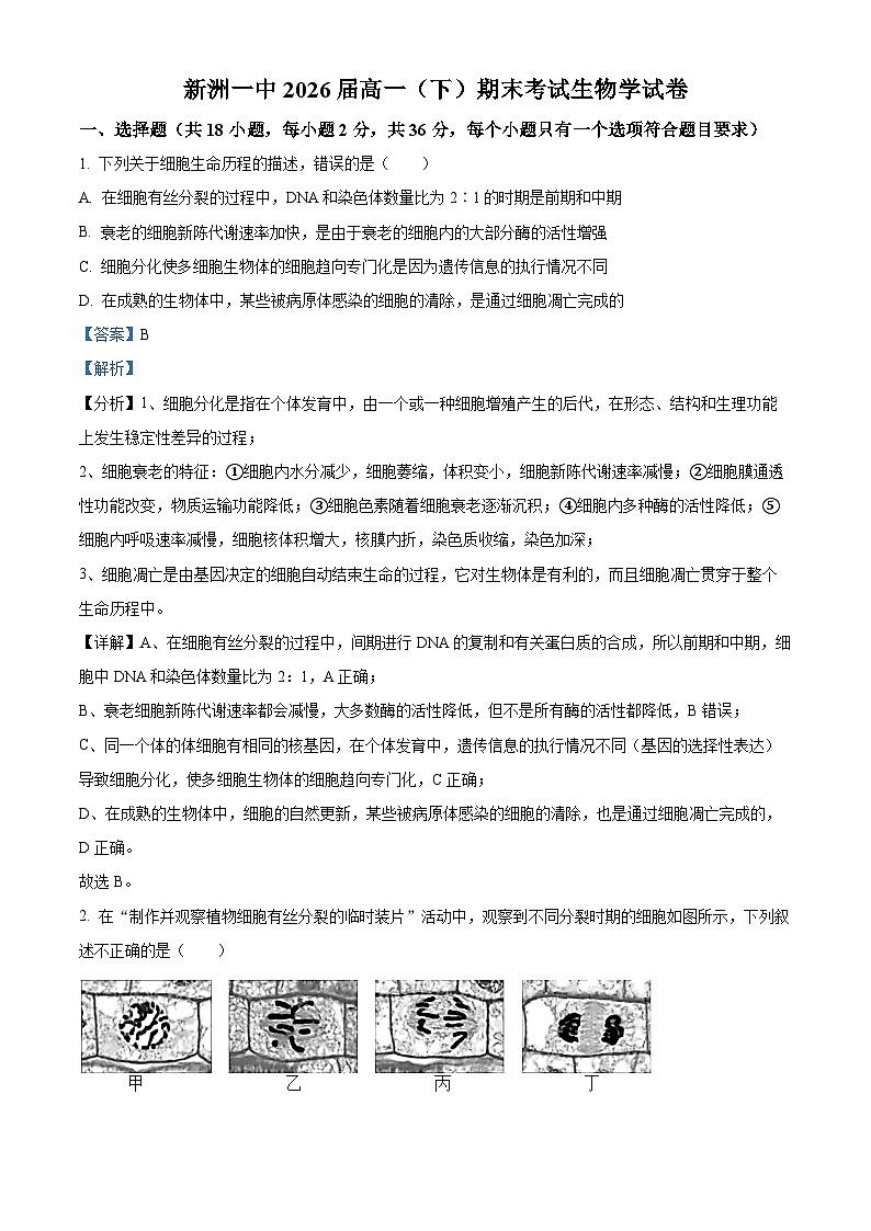 湖北省武汉市新洲区第一中学2023—2024学年高一下学期期末考试生物试题 Word版含解析第1页