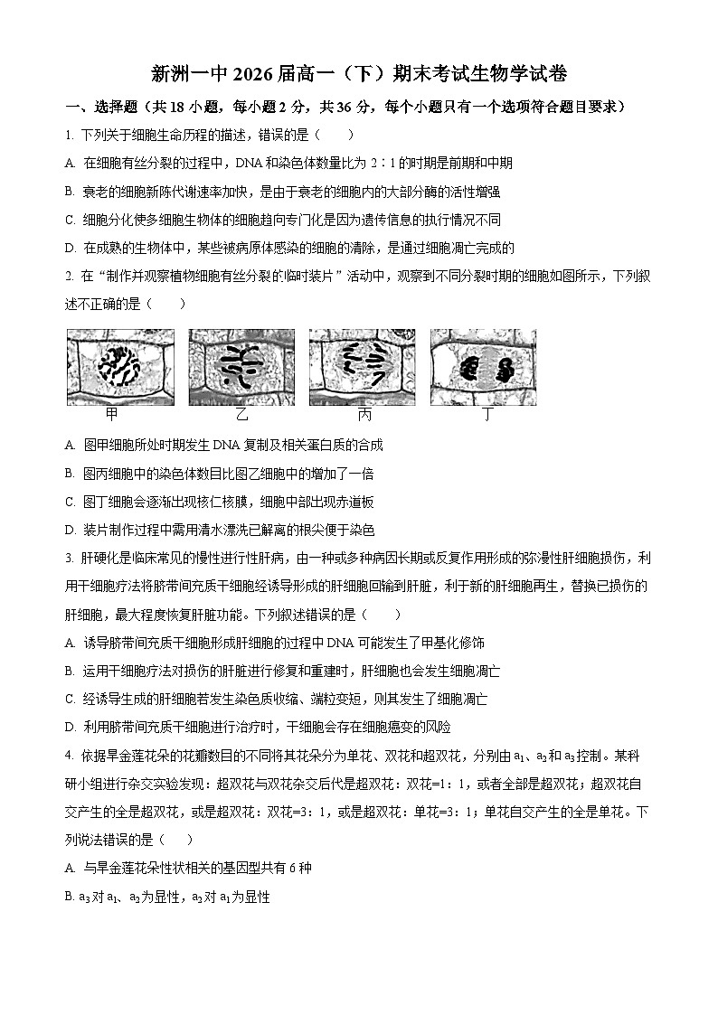 湖北省武汉市新洲区第一中学2023—2024学年高一下学期期末考试生物试题 Word版无答案第1页