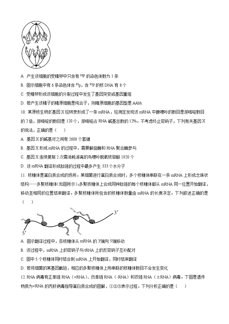 湖北省武汉市新洲区第一中学2023—2024学年高一下学期期末考试生物试题 Word版无答案第3页