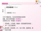 人教版（2019）必修一2.5 核酸是遗传信息的携带者课件