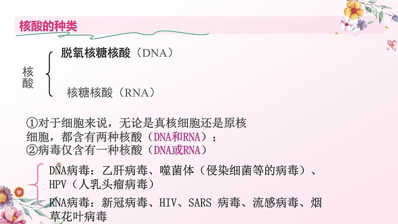 人教版（2019）必修一2.5 核酸是遗传信息的携带者课件05