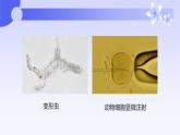 人教版（2019）必修一3.1 细胞膜的结构和功能课件