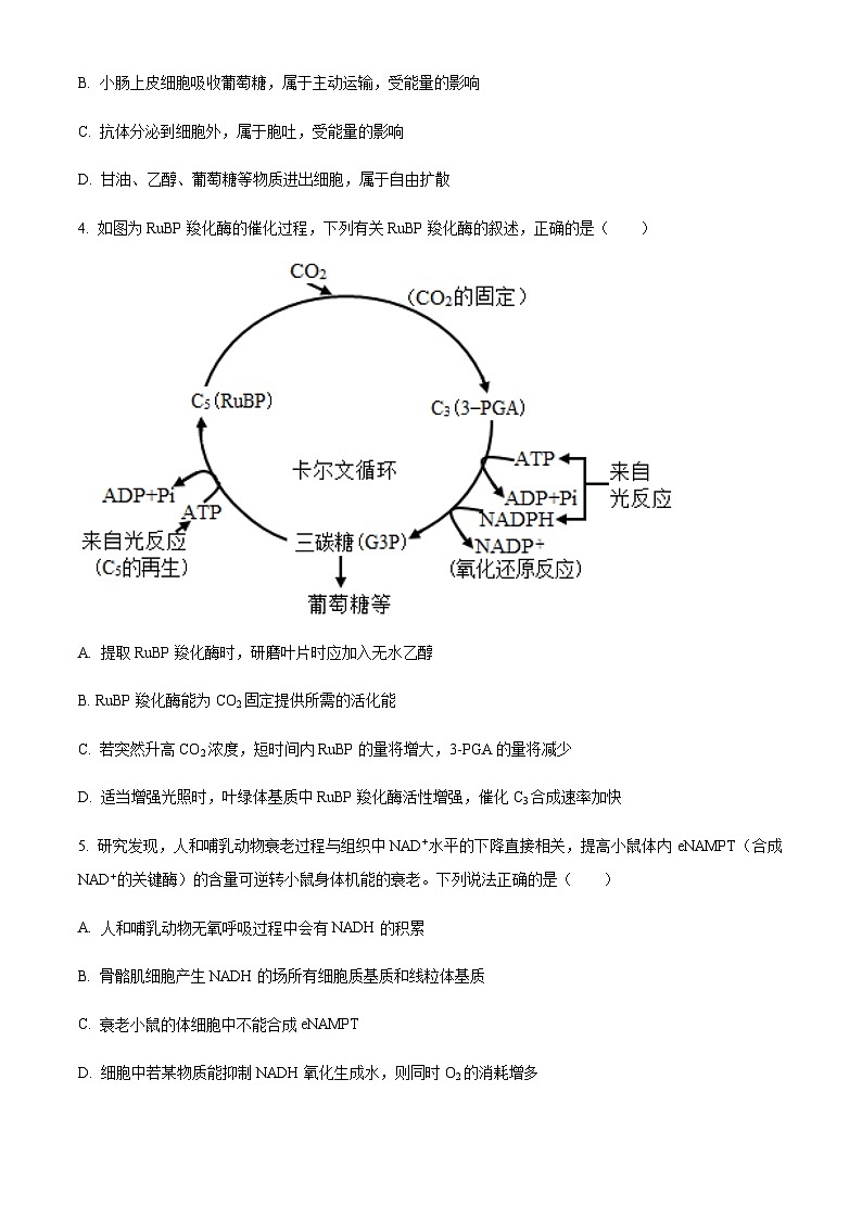 2024届山东省名校高三模拟预测生物试题（原卷版）02