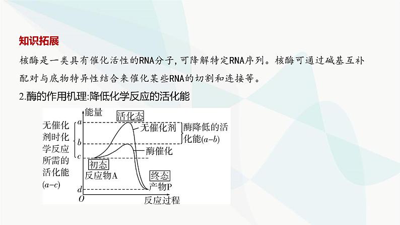 高考生物（山东专用）复习专题4酶与ATP教学课件03