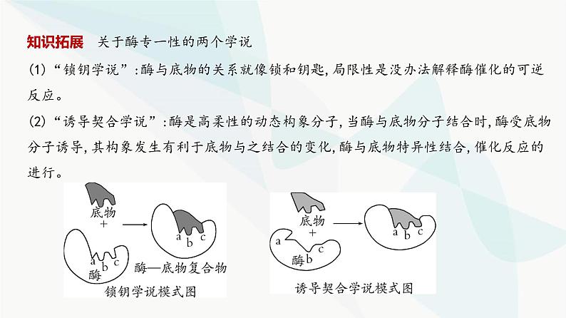 高考生物（山东专用）复习专题4酶与ATP教学课件06