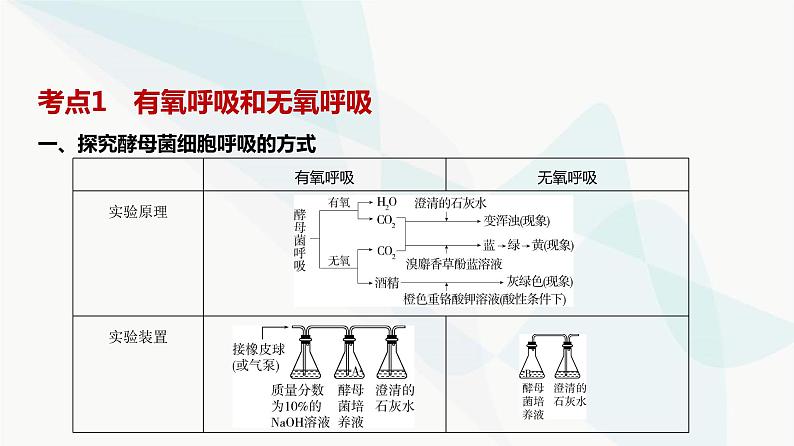 高考生物（山东专用）复习专题5细胞呼吸教学课件第2页