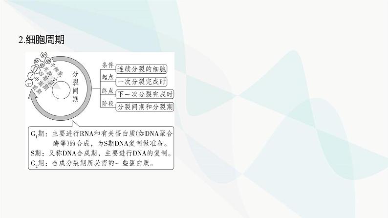 高考生物（山东专用）复习专题7细胞的生命历程教学课件第3页