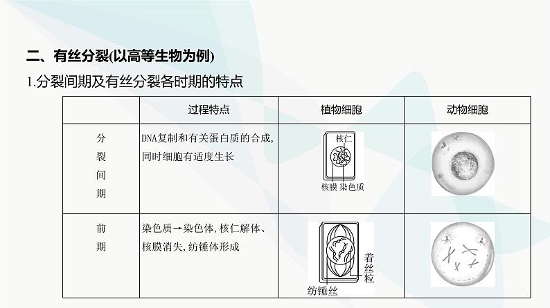 高考生物（山东专用）复习专题7细胞的生命历程教学课件第5页