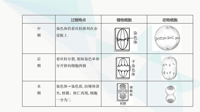 高考生物（山东专用）复习专题7细胞的生命历程教学课件第6页