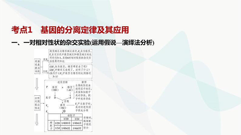 高考生物（山东专用）复习专题8分离定律和自由组合定律教学课件第2页