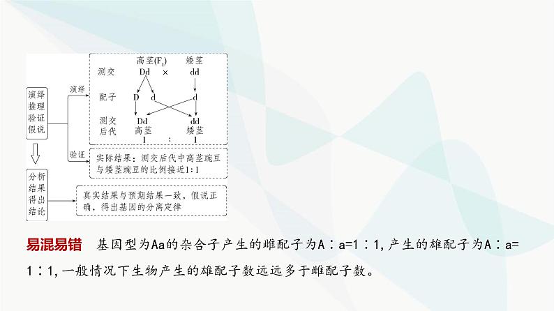 高考生物（山东专用）复习专题8分离定律和自由组合定律教学课件第3页