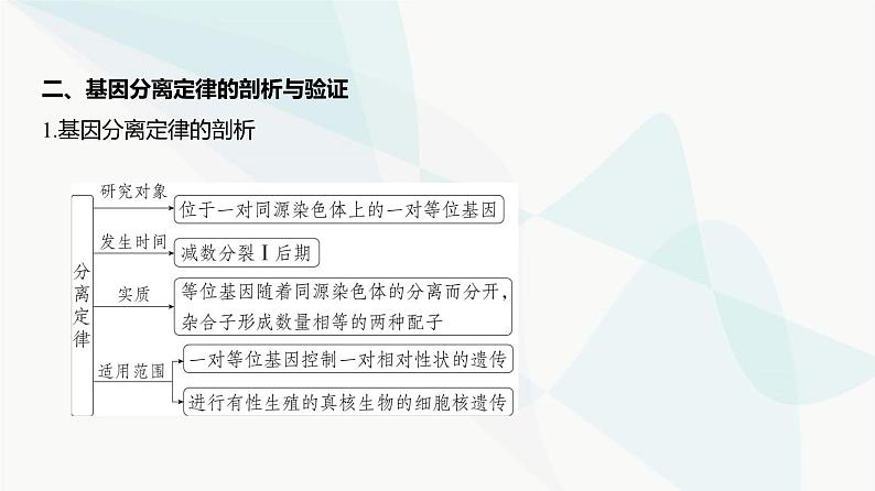 高考生物（山东专用）复习专题8分离定律和自由组合定律教学课件第5页