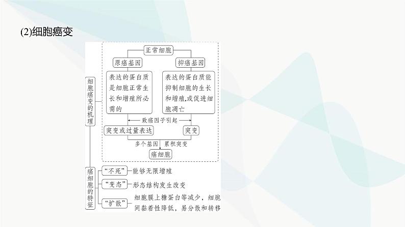 高考生物（山东专用）复习专题11生物的变异与进化教学课件04