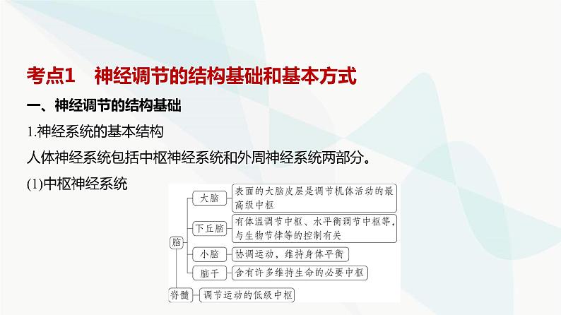 高考生物（山东专用）复习专题13神经调节教学课件02