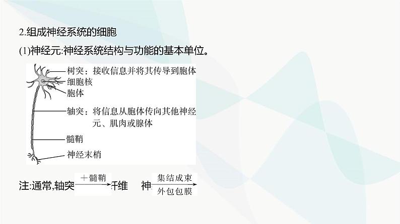 高考生物（山东专用）复习专题13神经调节教学课件04