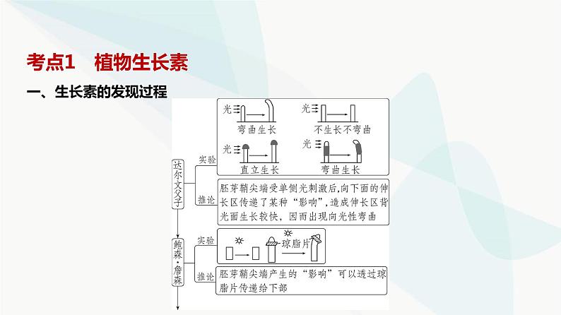 高考生物（山东专用）复习专题16植物生命活动的调节教学课件第2页