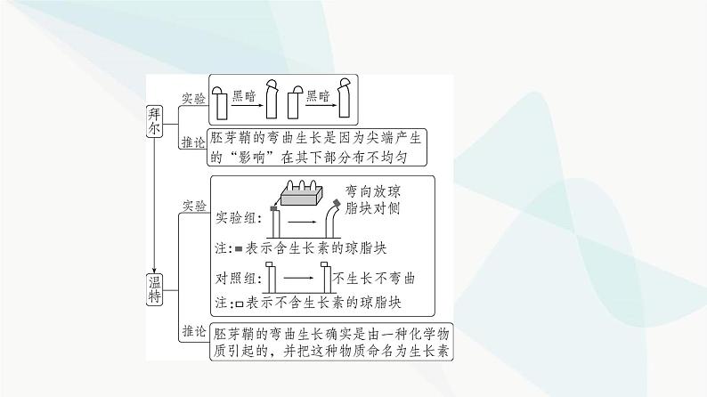 高考生物（山东专用）复习专题16植物生命活动的调节教学课件第3页