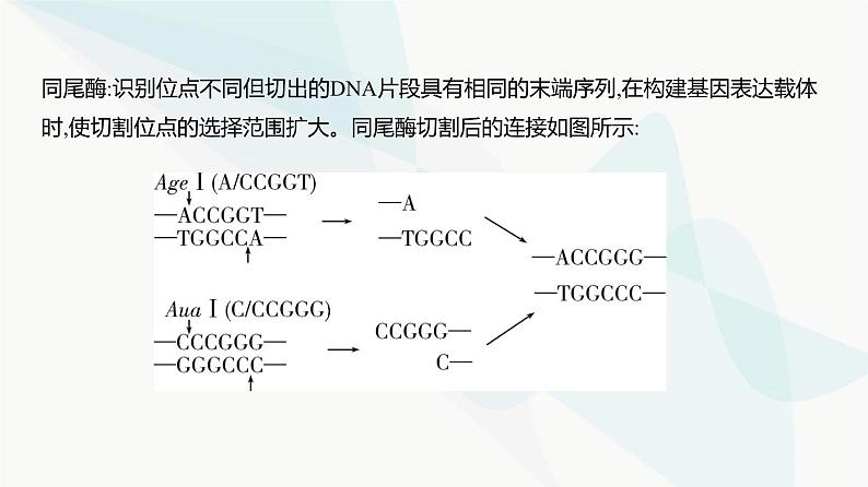 高考生物（山东专用）复习专题22基因工程教学课件03