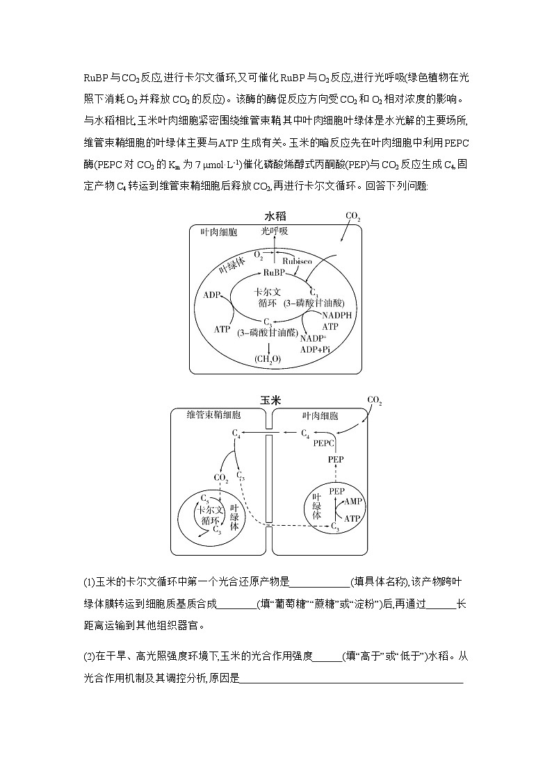 高考生物（山东专用）复习专题6光合作用练习含答案第3页